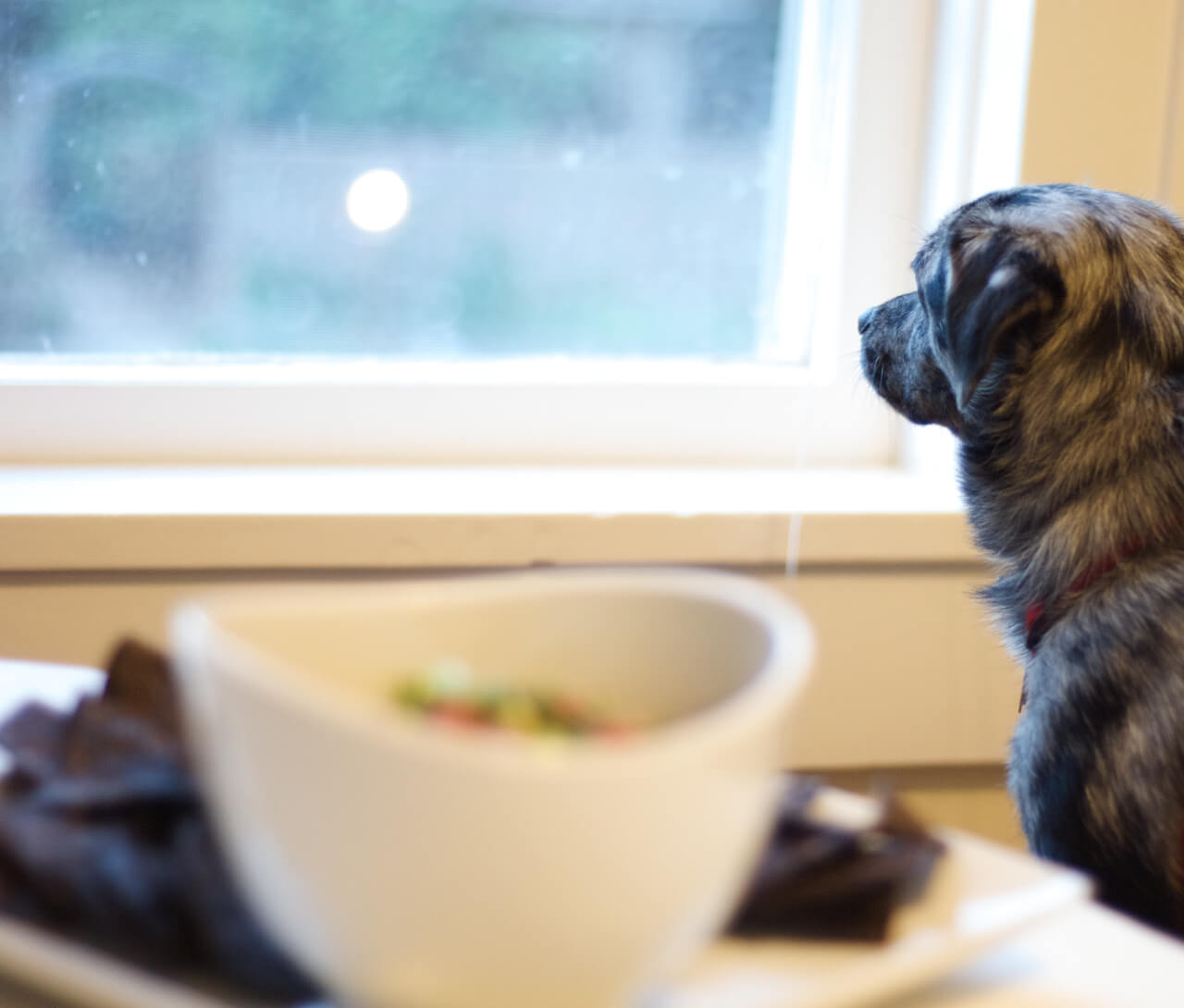dog-window Cookie at the window