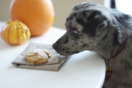 dog and pumpkin cookie dog and pumpkin cookie
