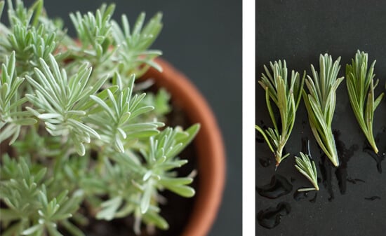 fresh lavender fresh lavender