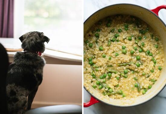 springtime risotto